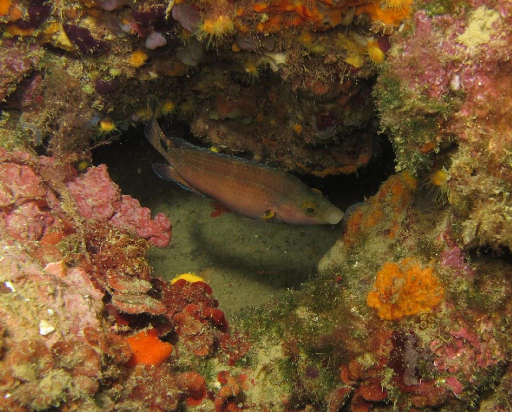 Tordo rosso (Symphodus mediterraneus)